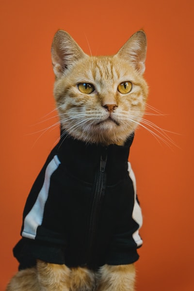 身穿黑白夹克的橙色斑猫
